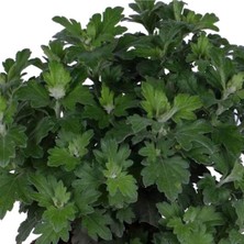 Serada Decor Plant Kasımpatı Saksı’da (Chrysanthemum) Kırmızı Renk