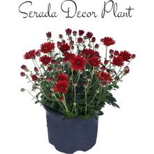 Serada Decor Plant Kasımpatı Kırmızı-Turuncu 2 Adet SET7SAKSIDAKRIZANTEM(CHRYSANTHEMUM)ÇIÇEKLI Bitki