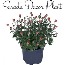 Serada Decor Plant Kasımpatı Kırmızı-Turuncu 2 Adet SET7SAKSIDAKRIZANTEM(CHRYSANTHEMUM)ÇIÇEKLI Bitki