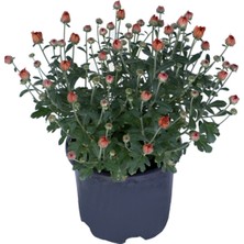 Serada Decor Plant  Kasımpatı Saksı’da (Chrysanthemum) Turuncu Renk Krizentem Çiçeği