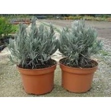 Bi Organik Saksılı Lavanta Fidanı 3 Adet 30-40 cm (Lavandula Intermedia)