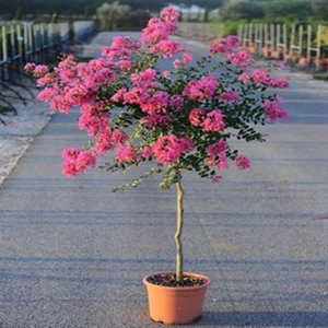 Oya Ağacı 4 Yaş Saksıda Pembe Çiçekli 80-110 cm