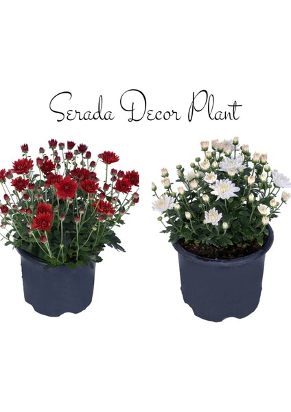 Serada Decor Plant Kasımpatı Kırmızı-Beyaz 2 Adet Set5 Saksıda Krizantem(Chrysanthemum)Çiçekli Bitki