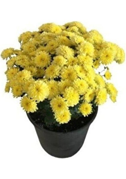 Karışık Renk Kasımpatı Krizantem Çiçeği 5-10 cm Chrysanthemum fiyatları