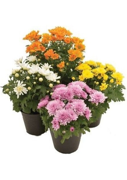 Serada Decor Plant Kasımpatı Set Saksı’da (Chrysanthemum) 4 Adet Pembe Sarı Turuncu Beyaz