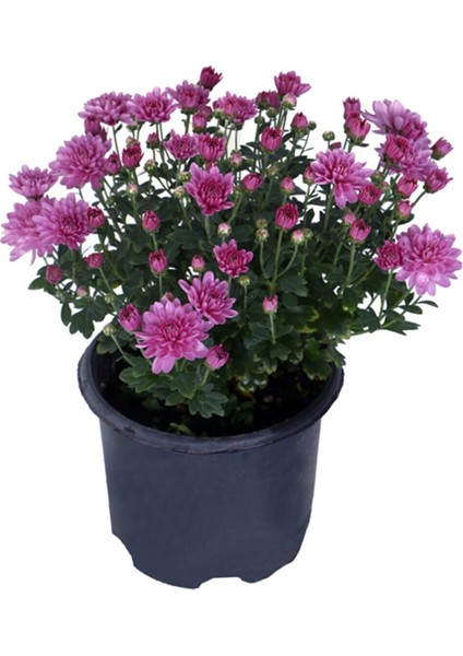 Serada Decor Plant Kasımpatı Set Saksı’da (Chrysanthemum) 4 Adet Pembe Sarı Turuncu Beyaz