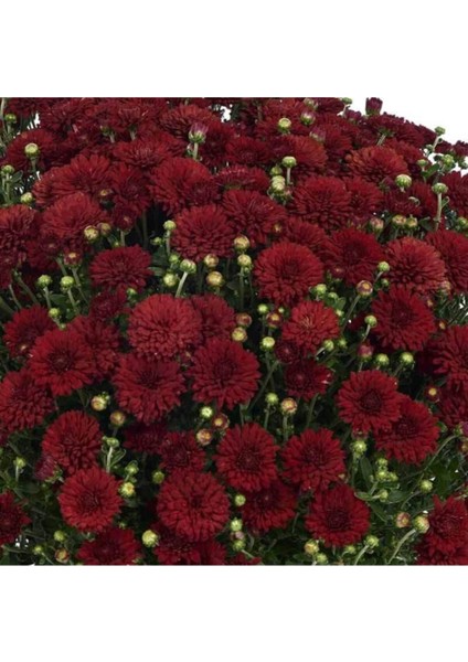 Kasımpatı Saksı’da (Chrysanthemum) Kırmızı Renk