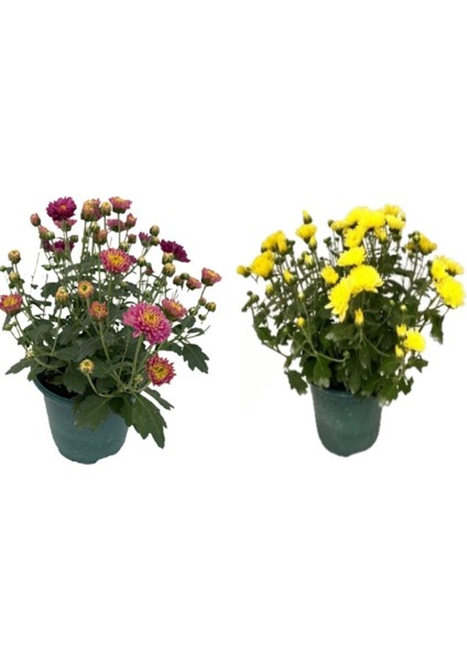 Kasımpatı Çiçeği, 2li Set