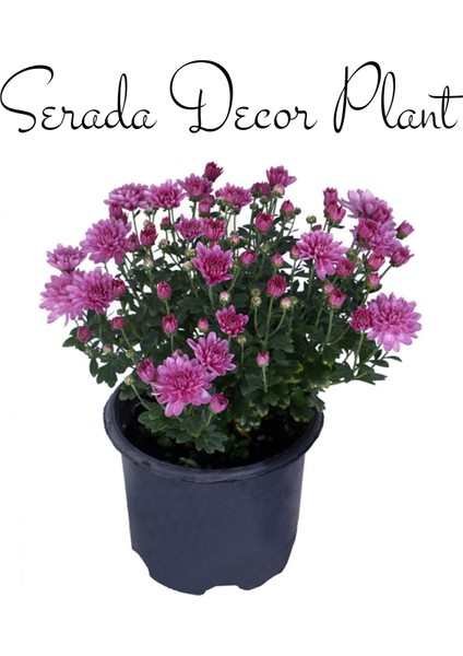 Serada Decor Plant Kasımpatı Kırmızı-Pembe 2 Adet Set6 Saksıda Krizantem(Chrysanthemum)Iç Mekan modelleri