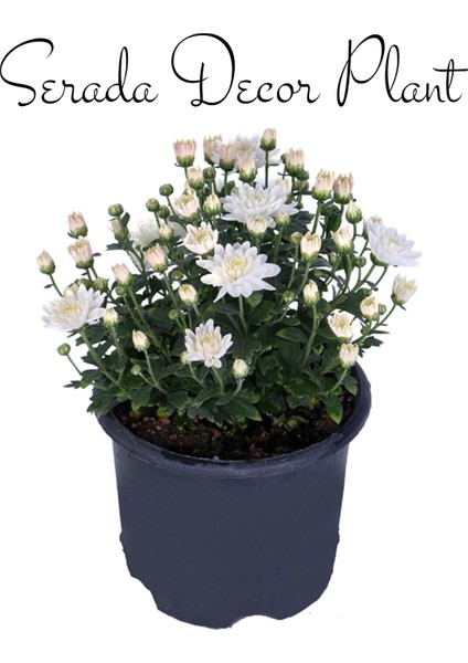 Serada Decor Plant Kasımpatı Beyaz-Turuncu 2 Adet Set3 Saksıda Krizantem(Chrysanthemum)Çiçekli Bitki fiyatları