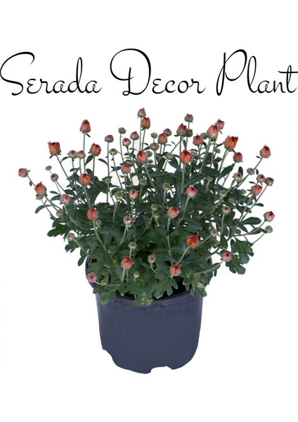 Serada Decor Plant Kasımpatı Beyaz-Turuncu 2 Adet Set3 Saksıda Krizantem(Chrysanthemum)Çiçekli Bitki modelleri