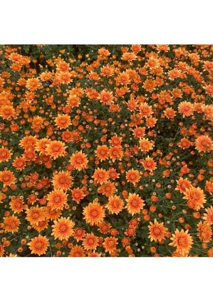 Kasımpatı Saksı’da (Chrysanthemum) Turuncu Renk Krizentem Çiçeği