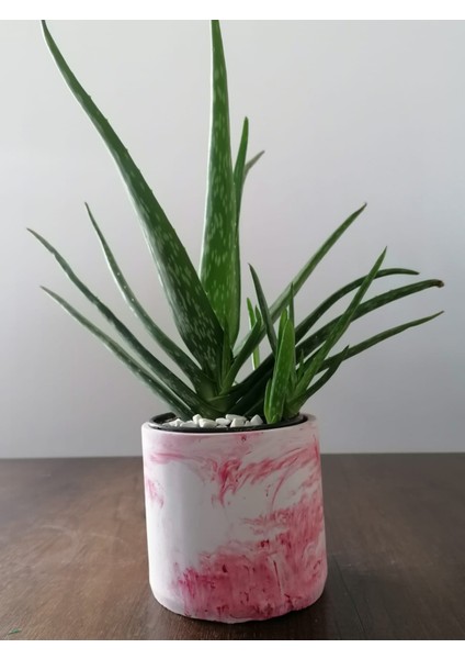 Aloe Vera Bitkisi 40-60 cm