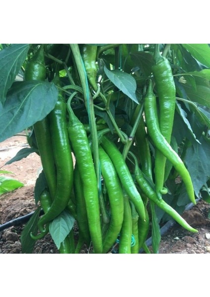 Kıl Aci Biber Fidesi 20 Li Ambalaj (Ince Sivri Acı Biber) Kahvaltılık fiyatları