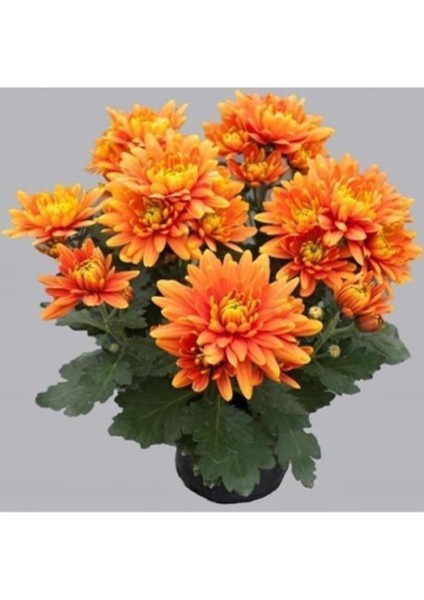 Turuncu Kasımpatı Krizantem Hüzün Çiçeği 5-10 cm Chrysanthemum