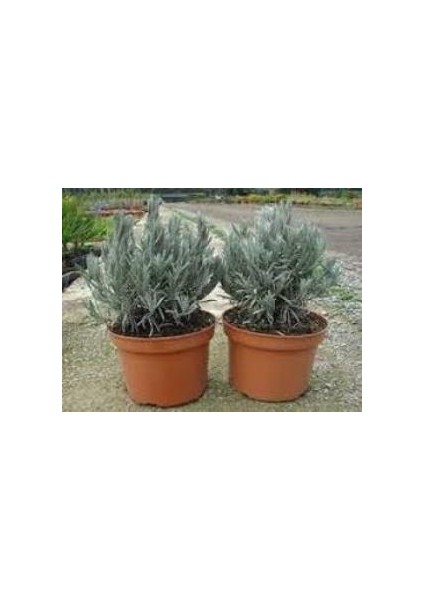 Saksılı Lavanta Fidanı 3 Adet 30-40 cm (Lavandula Intermedia)