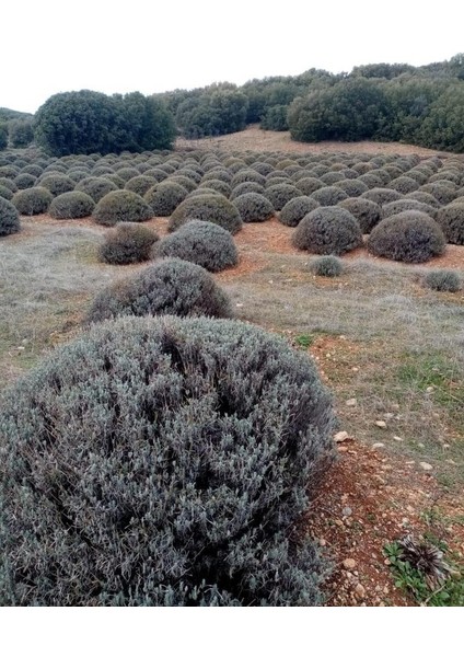 Saksılı Lavanta Fidanı 3 Adet 30-40 cm (Lavandula Intermedia)