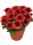 Kırmızı Kasımpatı Krizantem Hüzün Çiçeği 5-10 cm Chrysanthemum 1