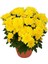 Canlı Sarı Renk Kasımpatı (Krizantem) Çiçeği-Saksılı 1