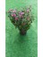 Kasımpatı Çiçeği Çiçekli Sonbahar Bitkisi 003 1