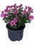 Serada Decor Plant Kasımpatı Saksı’da (Chrysanthemum) Pembe Renk Krizentem Çiçeği 1