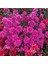 Serada Decor Plant Kasımpatı Saksı’da (Chrysanthemum) Pembe Renk Krizentem Çiçeği 2