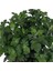 Kasımpatı Saksı’da (Chrysanthemum) Beyaz Renk 2