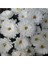 Kasımpatı Saksı’da (Chrysanthemum) Beyaz Renk 3