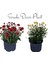 Kasımpatı Kırmızı-Sarı 2 Adet Set8 Saksıda Krizantem(Chrysanthemum)Iç Mekan 1