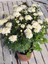 Beyaz Kasımpatı Krizantem Hüzün Çiçeği 5-10 cm Chrysanthemum 1