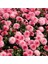 Kasımpatı Saksı’da (Chrysanthemum) Pembe Renk 3