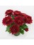 Karışık Renk Kasımpatı Krizantem Çiçeği 5-10 cm Chrysanthemum 1