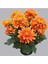 Turuncu Kasımpatı Krizantem Hüzün Çiçeği 5-10 cm Chrysanthemum 1