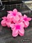 Lotus Aloha Model Çiçek Toka 8cm 2