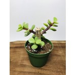 Bitki Dünyam Portulacaria Afra Sukulent