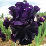 Bitki Dünyam 2 Adet Black Iris (Süsen) Germenica Çiçek Soğanı Mor Renkli Çok Yıllık Saksıda Yetişen