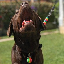 Pets Wuu Ayarlanabilir Boğma Köpek Eğitim Antreman Itaat Boyun Tasması