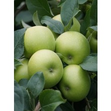 Doğa Fidancılık ( 7 Adet ) Aşılı Yeşil Elma ( Granny Smith ) Fidanı 3 Yaş