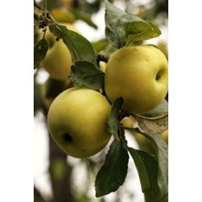 Doğa Fidancılık Aşılı Golden Elma Fidanı 3 Yaş