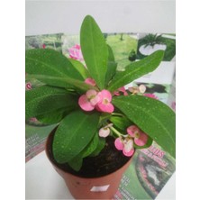 Bitki Dünyam 12 Lik Saksıda Euphorbia Milii Kaktüs Dikenler Tacı Pembe Renkli