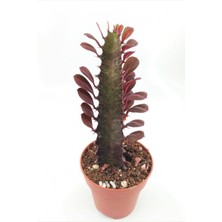 Bitki Dünyam Euphorbia Trigona Red (Süt Ağacı) - 8.5 cm Saksıda