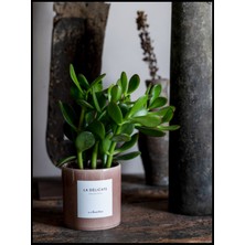 Bitki Dünyam Özel Saksıda Crassula Ovata (Etiketsiz Gönderilecektir)