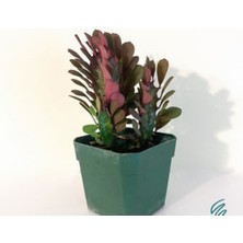 Bitki Dünyam Süt Ağacı 8.5 Saksıda