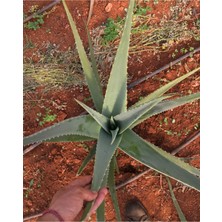 Bitki Dünyam 2 Adet Aloe Vera Fidanı Tıbbi Sarısabır 20 cm Saksısız Köklü
