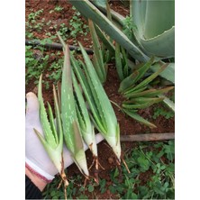 Bitki Dünyam 2 Adet Aloe Vera Fidanı Tıbbi Sarısabır 20 cm Saksısız Köklü