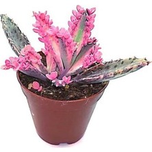 Bitki Dünyam Pembe Aşkın Gözyaşı Çiçeği 5,5cm Saksı Içinde Sukulent Türü