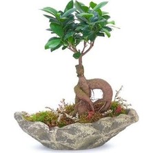 Bitki Dünyam El Yapımı Taş Saksıda Bonsai