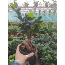 Bitki Dünyam Bonsai