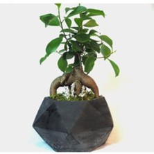 Bitki Dünyam Ficus Ginseng Bonsai & Siyah Geometrik Beton Saksıda Canlı Çiçek