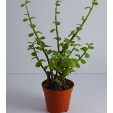 Bitki Dünyam Yeşim (Para) Çiçeği (20-40 Cm)
